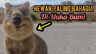 Mengenal Quokka Hewan Paling Ramah Di Dunia [upl. by Ecirtap]