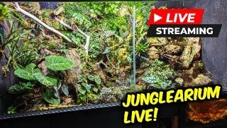 JUNGLEARIUM amp Rehouse after [upl. by Olcott570]