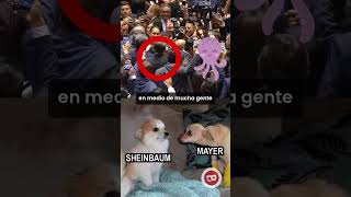 ¿Sergio Mayer ignorado por Sheinbaum amlo política sheinbaum [upl. by Maxama728]