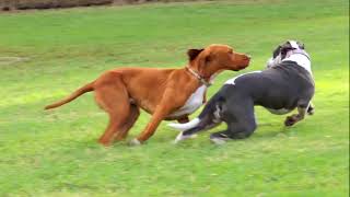 3 staffies at play at Boma dog park [upl. by Sylvester]