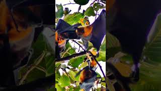 Flying Fox Under warm Sun  Rare Animals [upl. by Llirred]