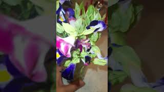 beautiful little flower shortvideo flowers asmrvideo [upl. by Halverson]