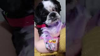 Training Doberman amp Shih Tzu To Allow Nails To Be Touched ● nailpolishfordogs dogtraining fun [upl. by Arlyne]