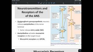 Nicotinic and Muscarinic Receptors [upl. by Ynnod]