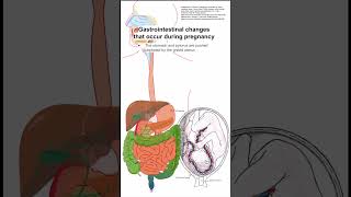 Gastrointestinal changes that occur during pregnancy [upl. by Jarret]