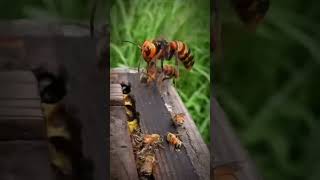 Bees VS WaspsThe Power of Unity animals animalshorts [upl. by Tychon256]