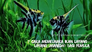 7 Cara Memelihara Ikan LayangLayang Manfish Bagi Pemula [upl. by Oflodor]