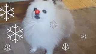 Gabe the red nosed Doggo [upl. by Aihsot]