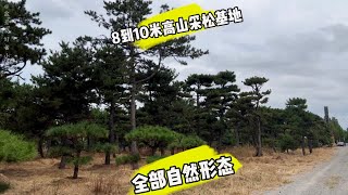 走进山东10米高山采松基地，全部树形优美自然形态，太壮观了 [upl. by Frida]