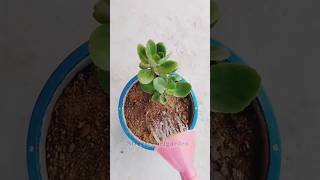 Kalanchoe plant report ☘️☘️✨shorts garden nature plants [upl. by Ased]