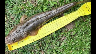 44cm Dusky Flathead in Tingalpa Creek QLD [upl. by Mela]