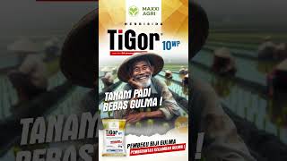 maxxiagri  solusi herbisida TIGOR 10WP Tanam padi Bebas gulma recommended shorts [upl. by Cathyleen621]