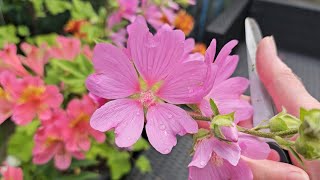 Tidying up Lavatera amp Alstroemeria after heavy rain [upl. by Benco]