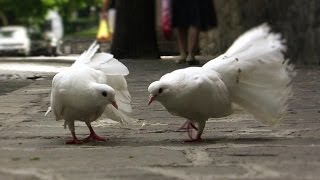 Fantail Pigeons and White Doves walking in the City  Weiße Tauben [upl. by Tai]