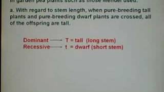 Genetics Dihybrid Cross 01 [upl. by Shakti18]