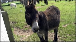 Donkeys Equus africanus asinus [upl. by Viole]