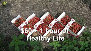 Picking Strawberries  Boonstra Farms 15 – 4 liters  Road 67 and Road 7 [upl. by Refinney]