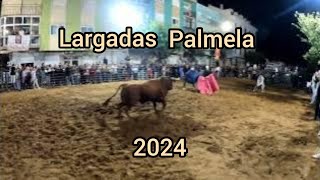 Largada de Touro Palmela 2024 [upl. by Ijic]