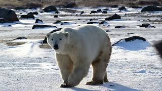 Hudson Bay Manitoba Canada  Polar Bear 2024 Oct 27 [upl. by Sackville]