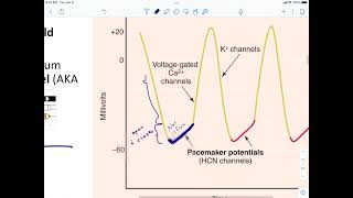 Pacemaker Action Potential [upl. by Mullac]