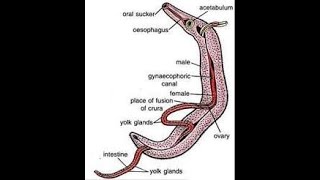 Schistosoma haematobium [upl. by Beyer]