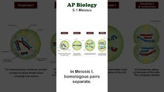 AP Bio  51 Meiosis I apbiology mendelian unit5 [upl. by Eciryt]