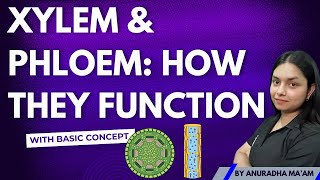 Xylem vs Phloem Understanding Plant Transport Systems  ThePrepZone NCERT biology [upl. by Attenev]