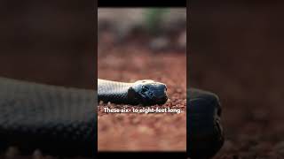 Inland Taipan Most Deadliest Venomous Snake In The World [upl. by Acirrehs]