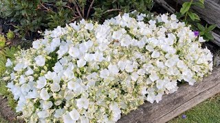 Cut Back For White Clips Bell Flowers Campanula July 30 [upl. by Claudina]