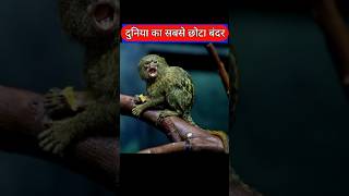 pygmy smallest monkey shortvideo youtube shorts like monkey [upl. by Elwaine]