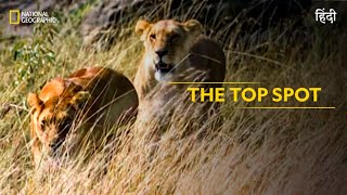 The Top Spot  Animal Fight Club  हिन्दी  Full Episode  S5  E4  National Geographic [upl. by Rratsal]