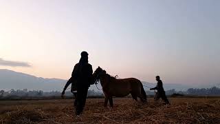 Manipur Pony Horse taming in the field [upl. by Diann]