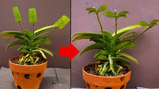 How I propagate orchids from branches in 3 weeks [upl. by Etteoj]