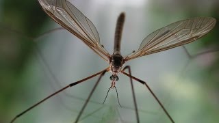 Bug That Eats Aphids Crane Fly [upl. by Alaek976]