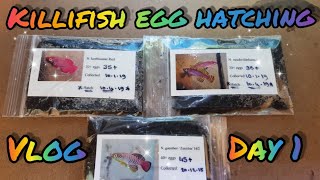 Killifish egg hatching vlog Day 1 [upl. by Lobiv]