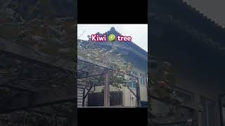 Kiwi tree 🇯🇵🥝 foryoupageシ reels viral japan nature kiwi [upl. by Llerol]