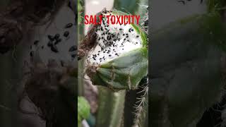 Xerophytes Cactus Have Roots Till Water Table facts biology xerophytic facts shorts vedantu 10 [upl. by Kalil]