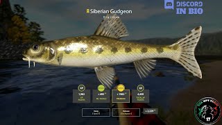 Lower Tunguska River spot Trophy Siberian Gudgeon  62  Russian Fishing 4  RF4 [upl. by Rihaz]