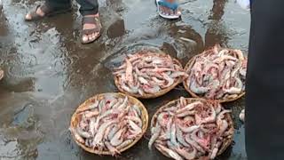 Wholesale fish market at Shrivardhan beach [upl. by Iaj]