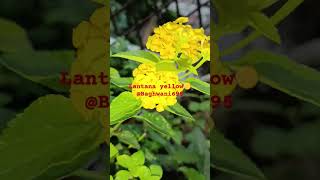 LANTANA  Drought and deer resistant invasive evergreen shrub plant  flowers in clusters  umbels [upl. by Enelyt]