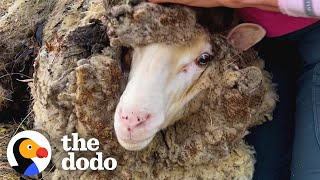 Sheep Buried Under 88 Pounds Of Wool Transforms  The Dodo [upl. by Boykins]