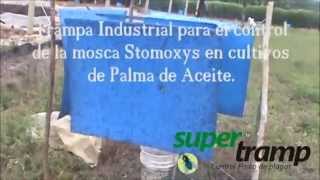 Trampas Azules Moscas Stomoxys [upl. by Ahsyla]