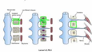 Development of the Somites and Neural Tube [upl. by Nnylecyoj]