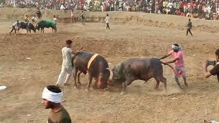 varil shandar hellokitakkar shera 🆚 jainabad bodarli Dangal [upl. by Thornburg]