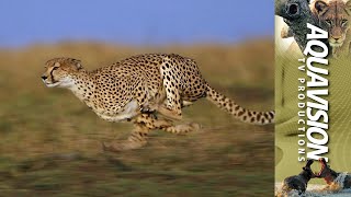 Epic Cheetah Chase HighSpeed Gazelle Takedown in East Africa 🏃🐆🦌 [upl. by Moberg]