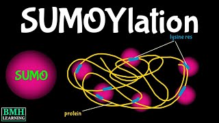 SUMOYlation  SUMO Protein  Post Translational Modifications [upl. by Itsirhc]