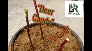 How to Plant Red Osier Dogwood [upl. by Eidurt348]