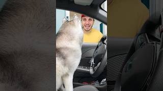 Il mio CANE ORDINA al McDrive 🐶🚘🍟🍔 cane dog mcdonalds comico comedy [upl. by Samuel]