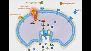 Proton Pump Inhibitors animation video [upl. by Noble]