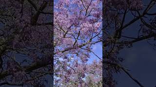 Jacaranda tree music song bollywood love australia australiancapital [upl. by Kieger398]